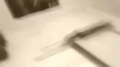 تشغيل قطة رطبة مشغولة بقطع ساشي